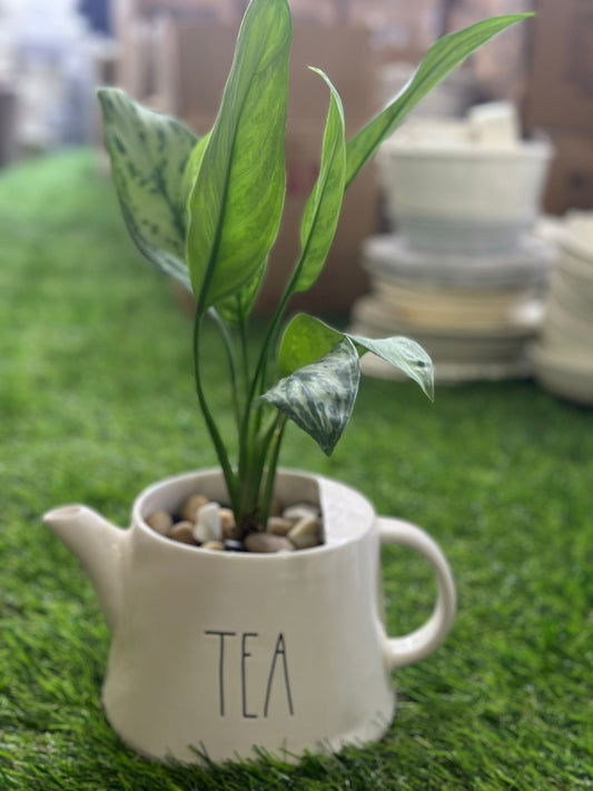Medium Aglaonema Plant with Porcelain Vase styl1 - Diqqawi Plates