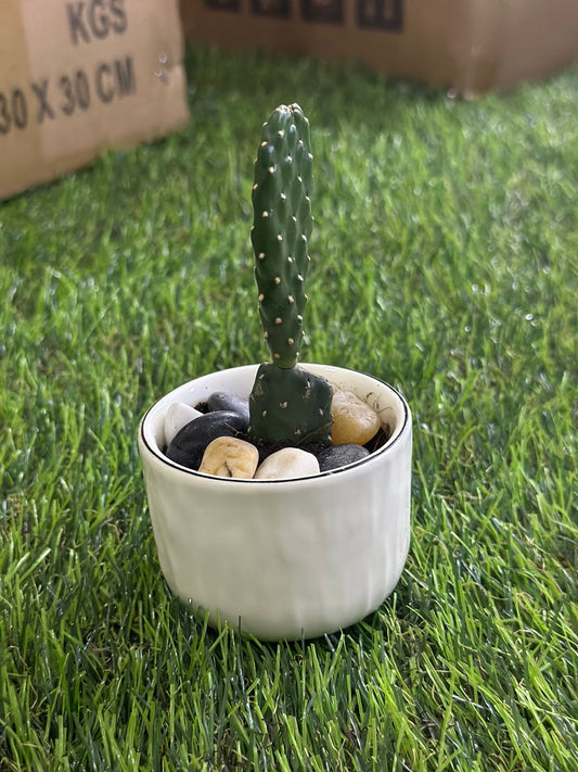 Small Natural Cactus Plant with Porcelain Vase styl6 - Diqqawi Plates