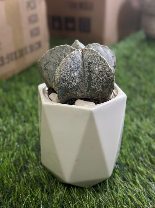 Small Natural Cactus Plant with Porcelain Vase styl2 - Diqqawi Plates