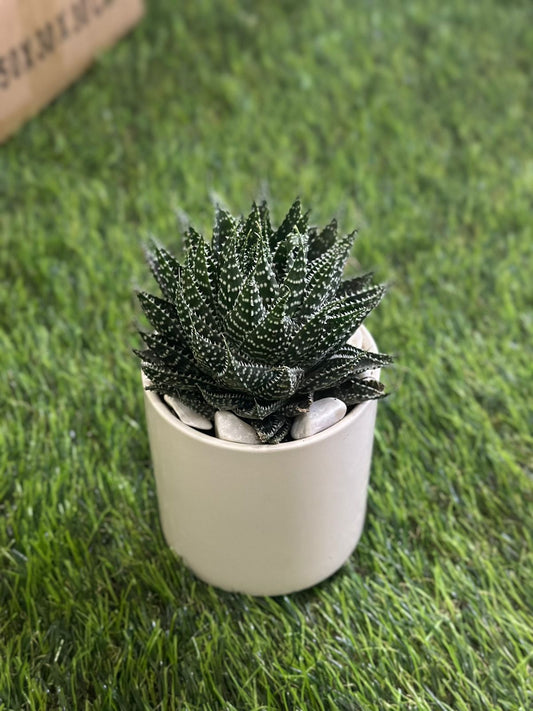 Small Natural Cactus Plant with Porcelain Vase styl4 - Diqqawi Plates