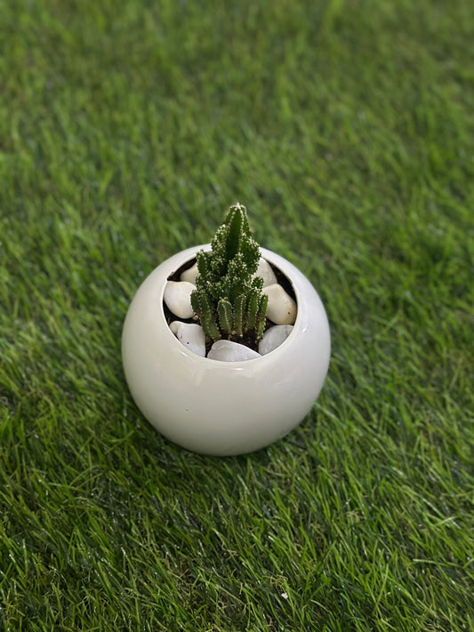Small Natural Cactus Plant with Porcelain Vase styl5 - Diqqawi Plates